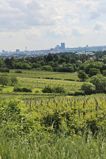 Auf dem Kadolzberg bei Mauer