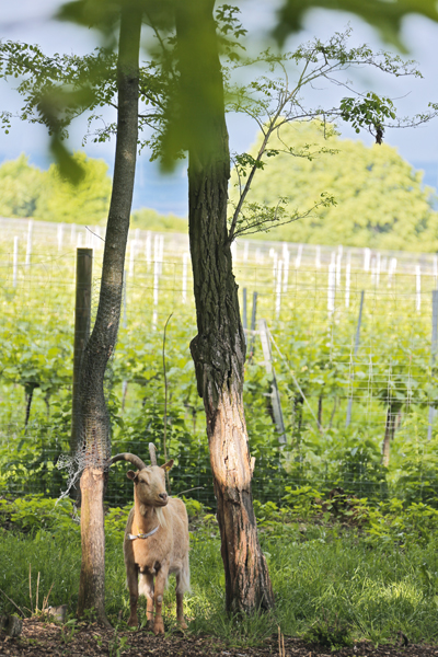 Idylle auf dem Bisamberg