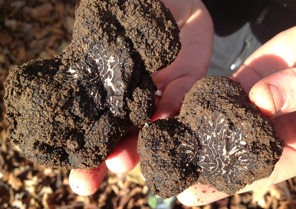 Australische Winteredeltrüffel Tuber melanosporum